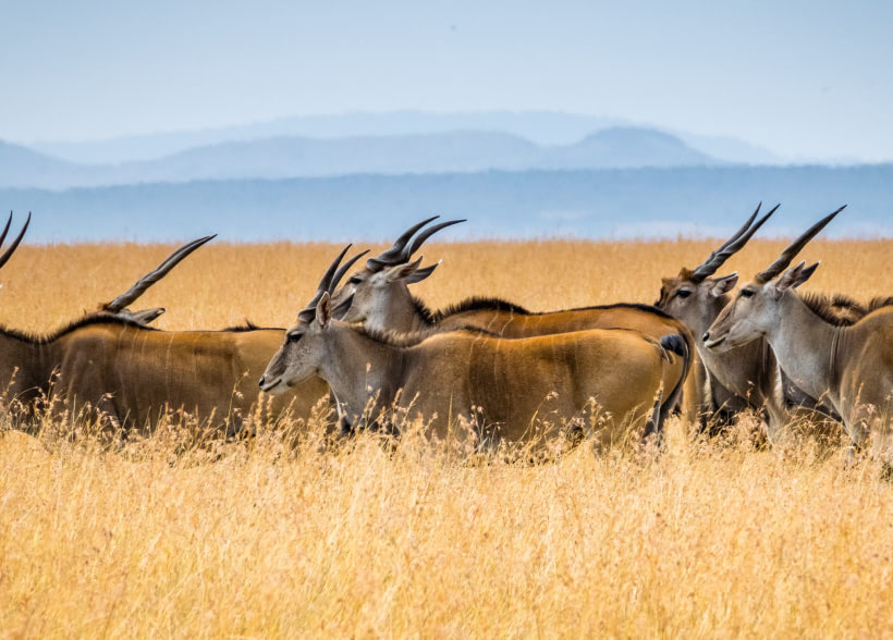 New Partnership Announcement with Good Heart