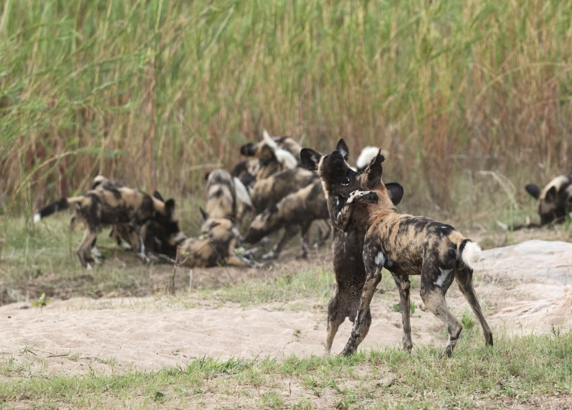 Annual Fundraising Gala Exceeds Expectations