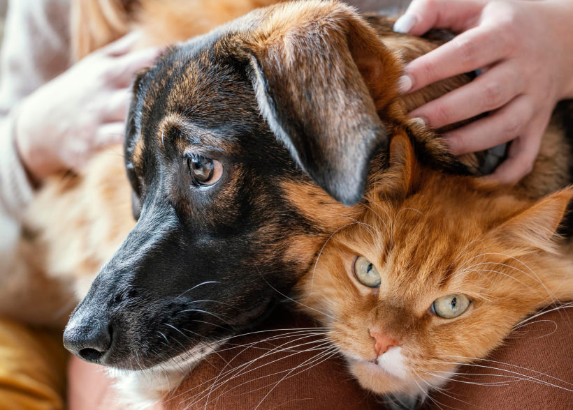 Understanding Pet Nutrition: A Guide for Pet Owners